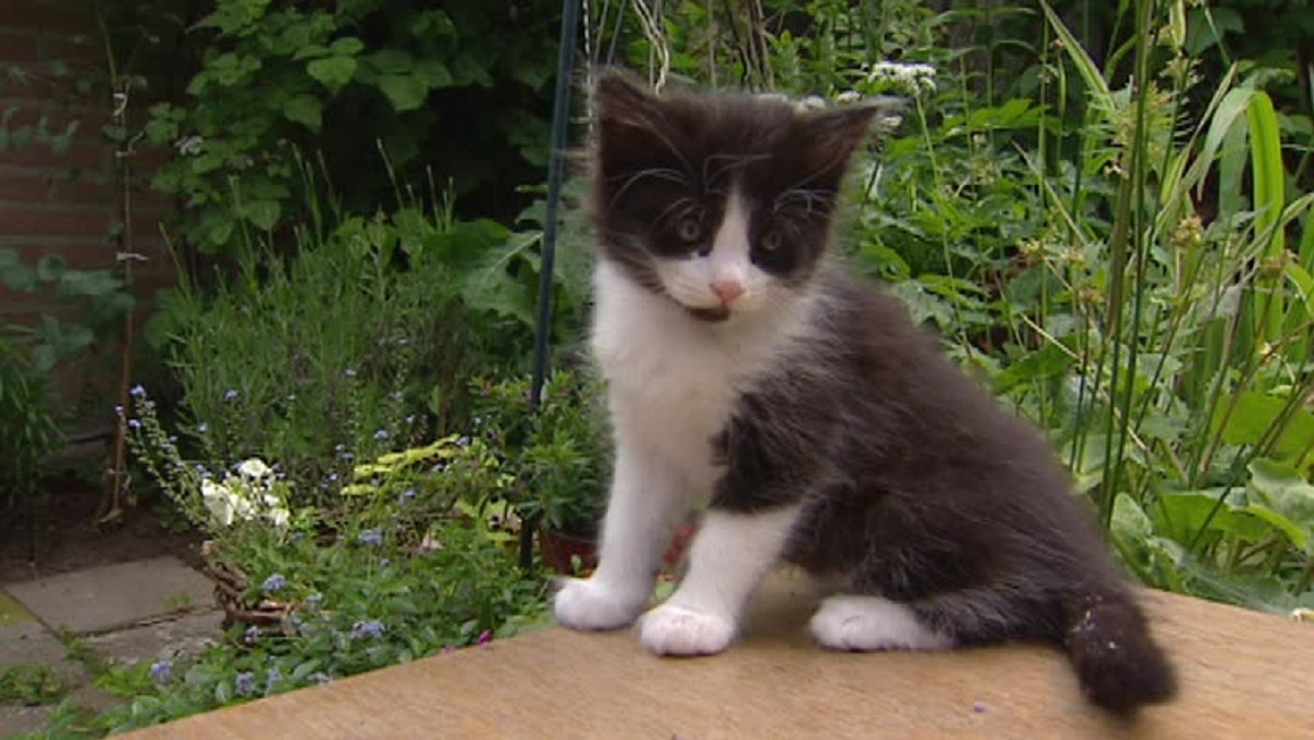 gattino d'angora sul tavolo