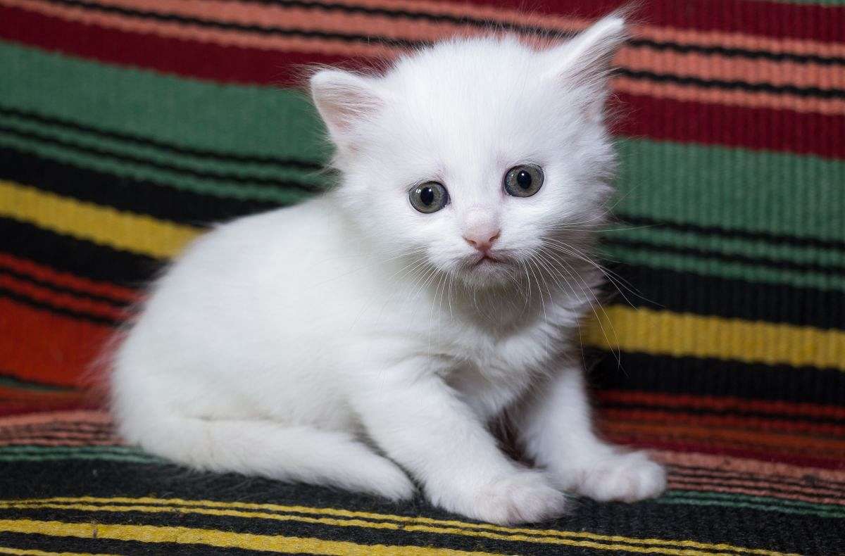 cucciolo bianco di angora turco