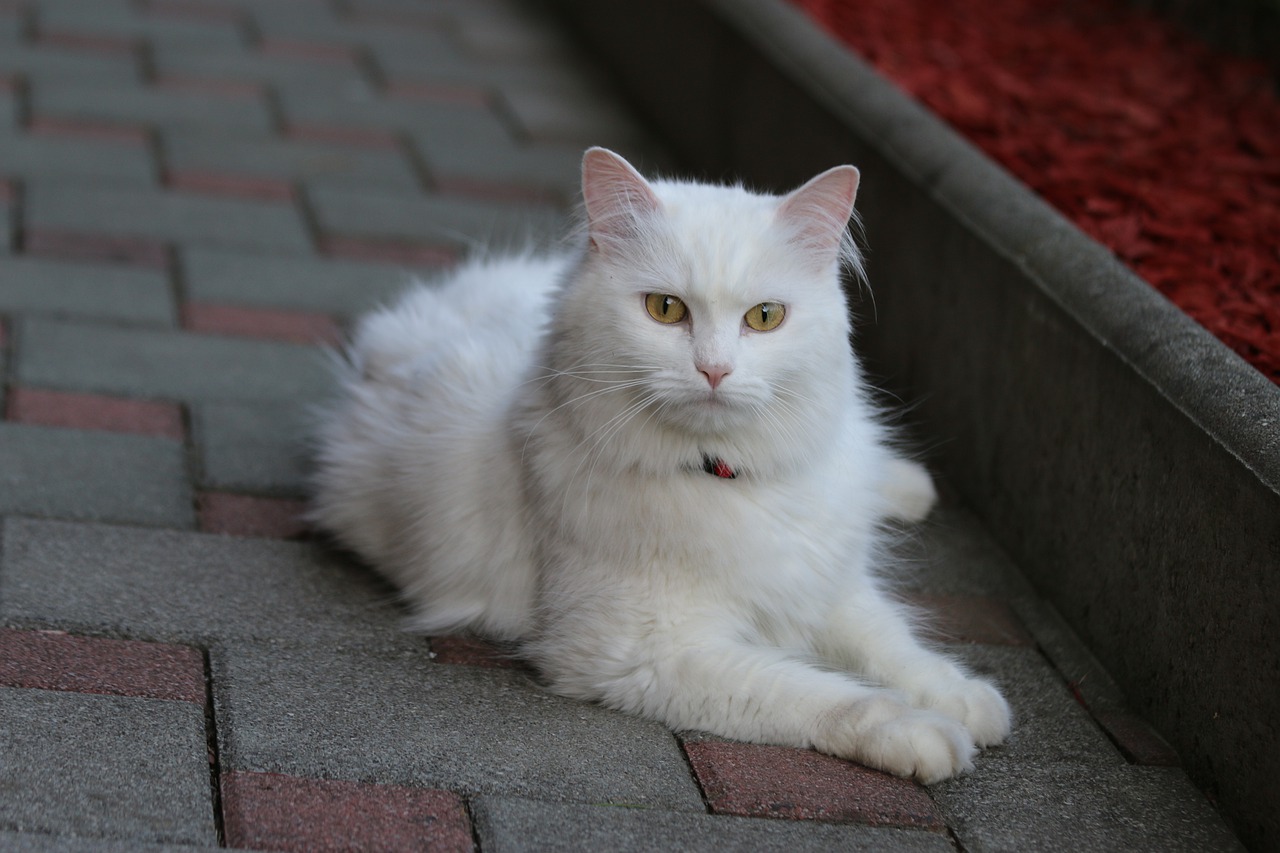 gatto angora bianco