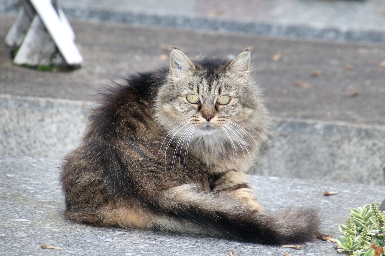 gatto angora grigio