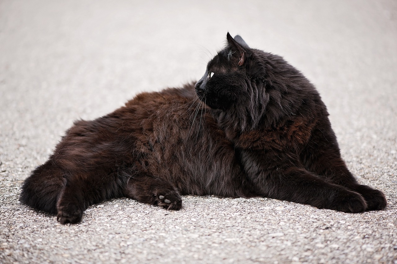 gatto angora nero rosso