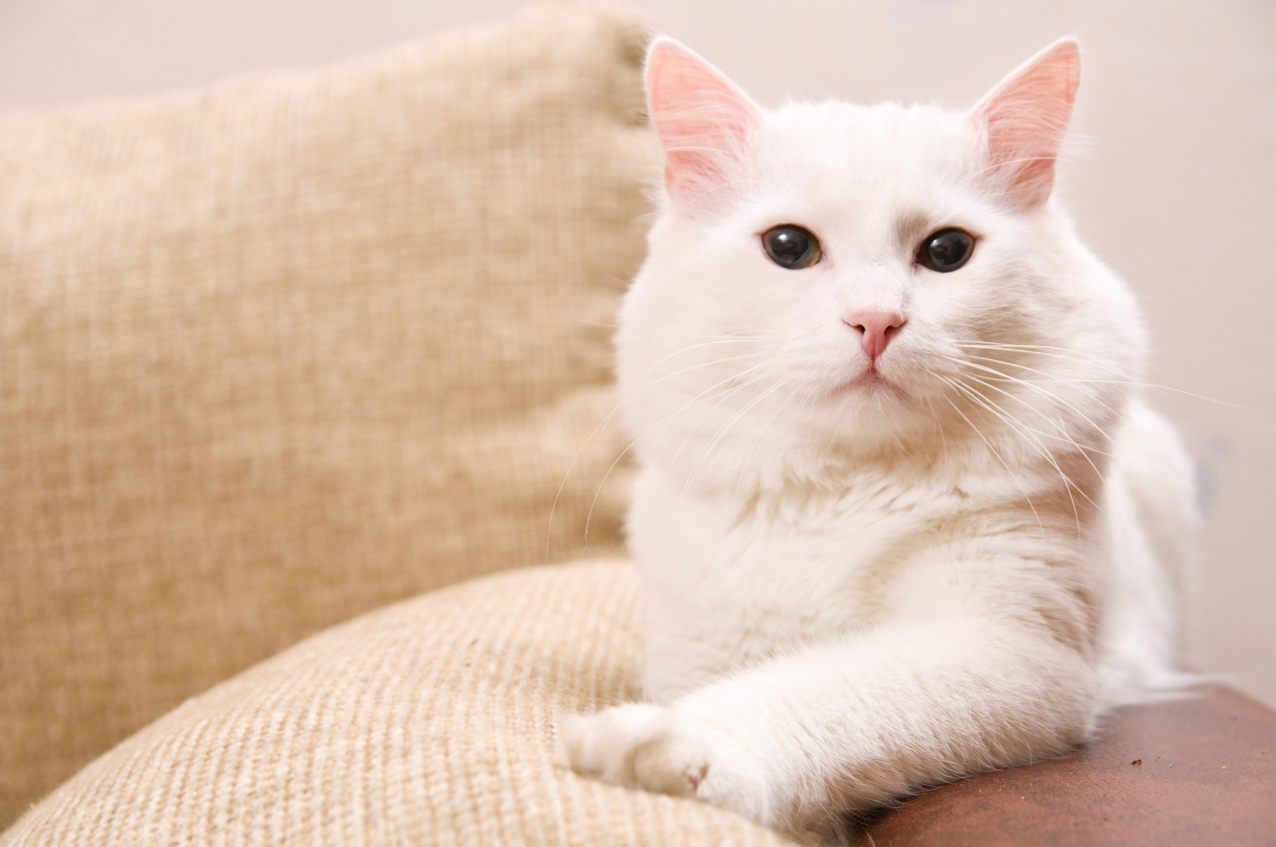 gatto angora turco bianco