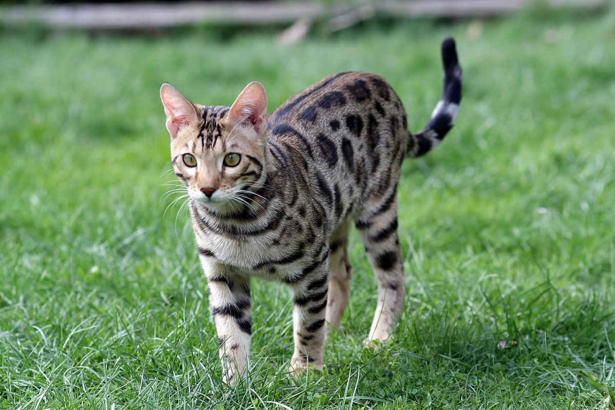 gatto del bengala su prato