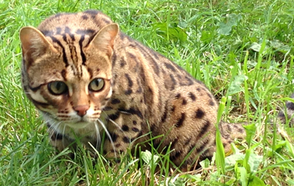 gatto del bengala sull'erba