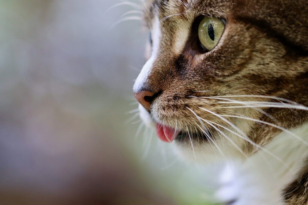 gatto con la lingua di fuori