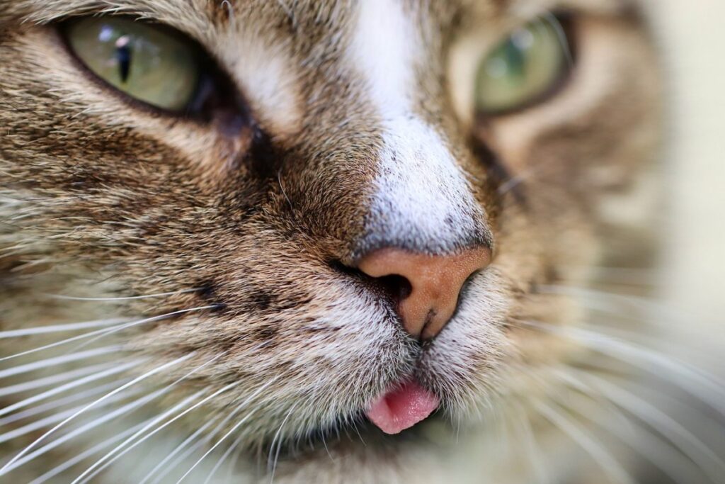 gatto con la lingua fuori dalla bocca