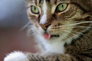 Perché il gatto tiene la lingua di fuori e cosa fare?