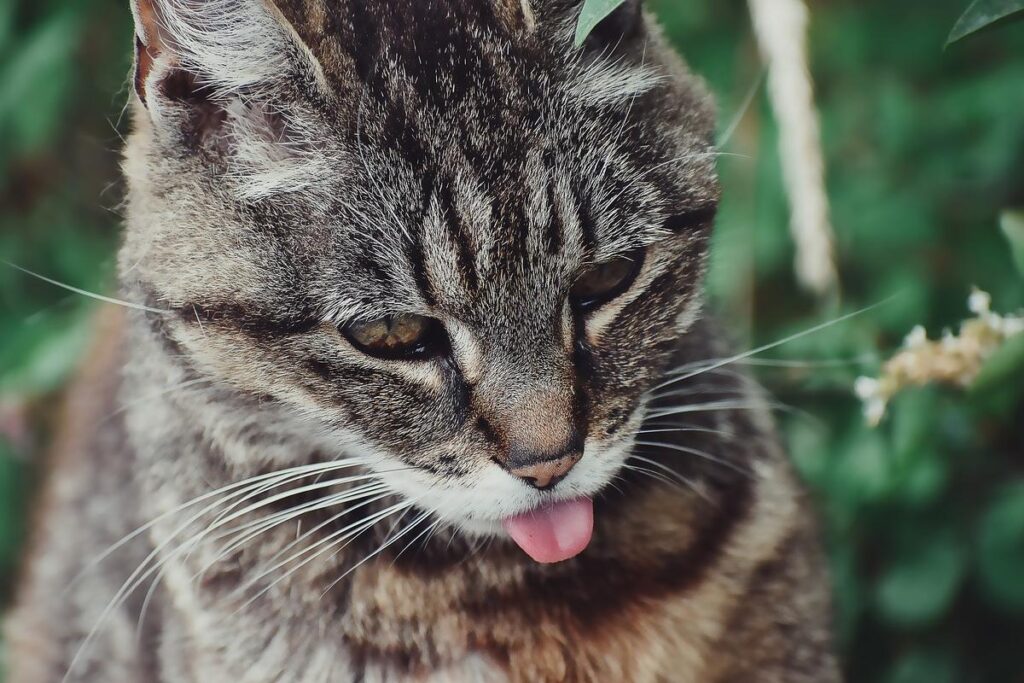 gatto con la lingua di fuori