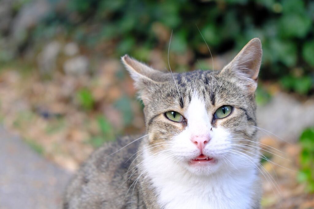 gatto ha caldo