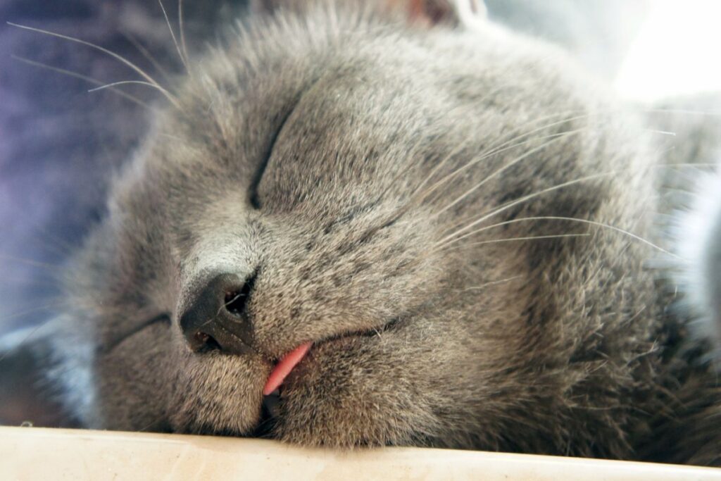 gatto dorme con la lingua di fuori