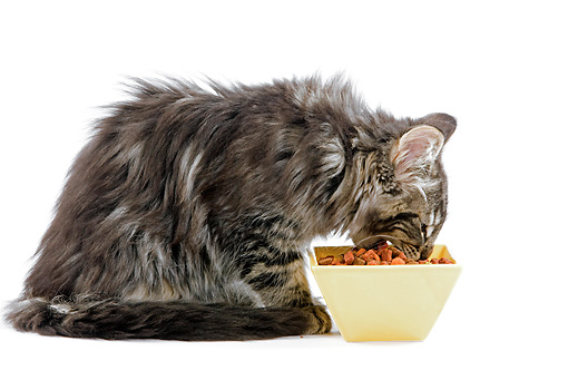 Gatto Norvegese: alimentazione ideale