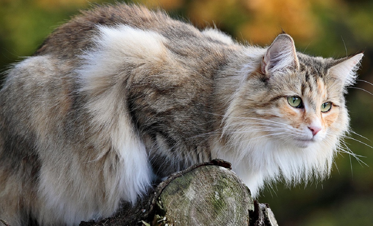 gatto delle foreste norvegesi