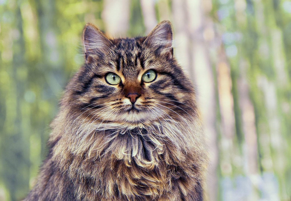 gatto siberiano