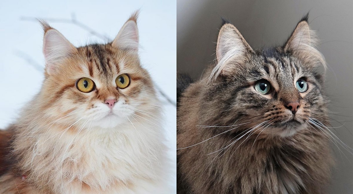 Gatto Norvegese e gatto Siberiano: le differenze