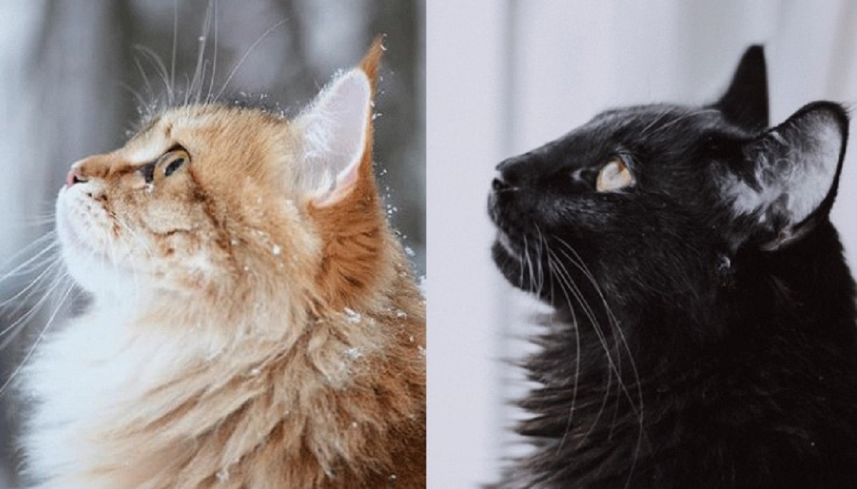 profilo gatto siberiano vs norvegese