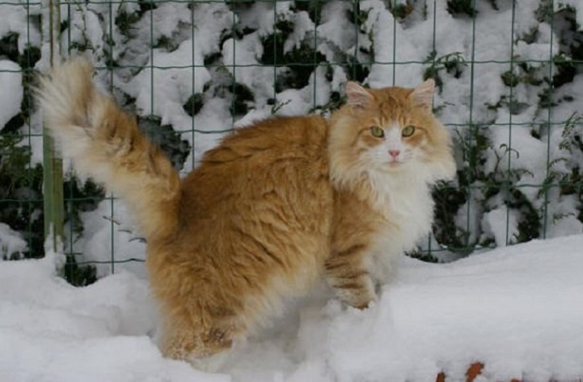 gatto norvegese sulla neve