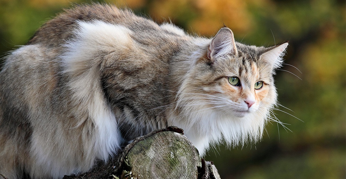 gatto norvegese su un albero