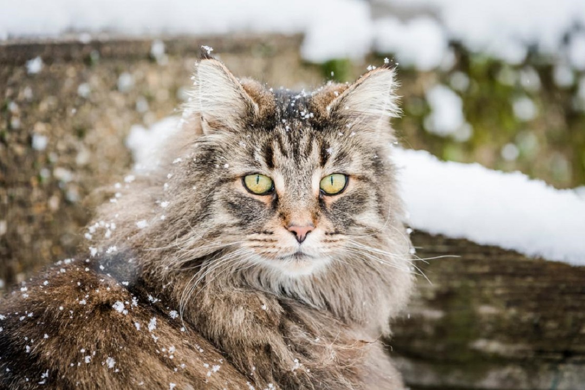 gatto norvegese con neve sul pelo