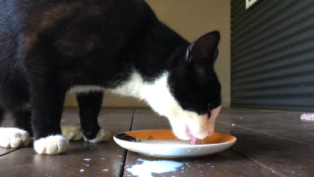 gatto lecca piatto vuoto