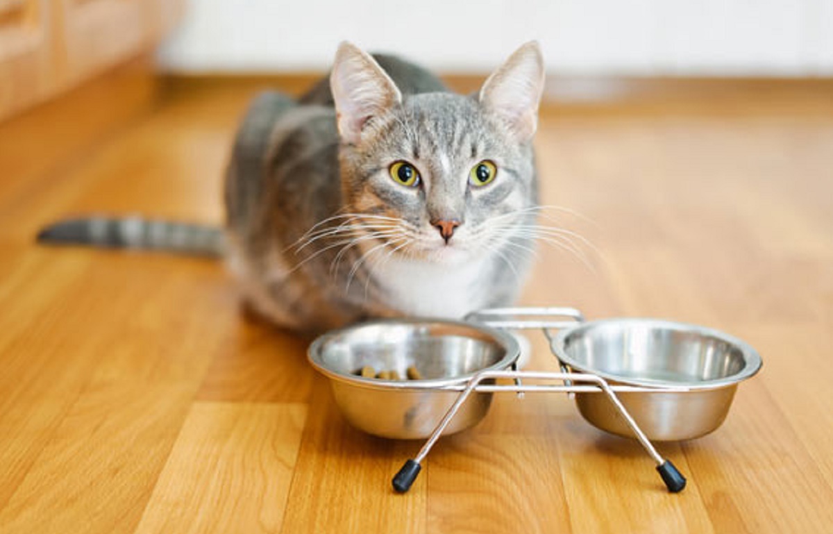 gatto con ciotole di cibo