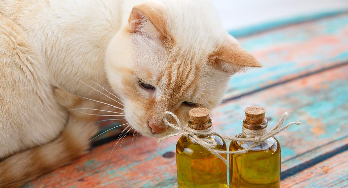 gatto con boccette d'olio