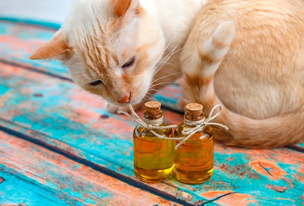 Gatto: l’olio fritto gli fa male?