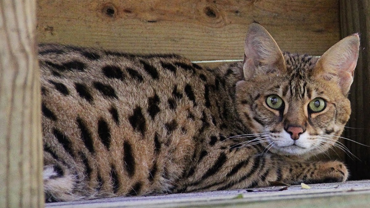 gatto savannah guarda in camera