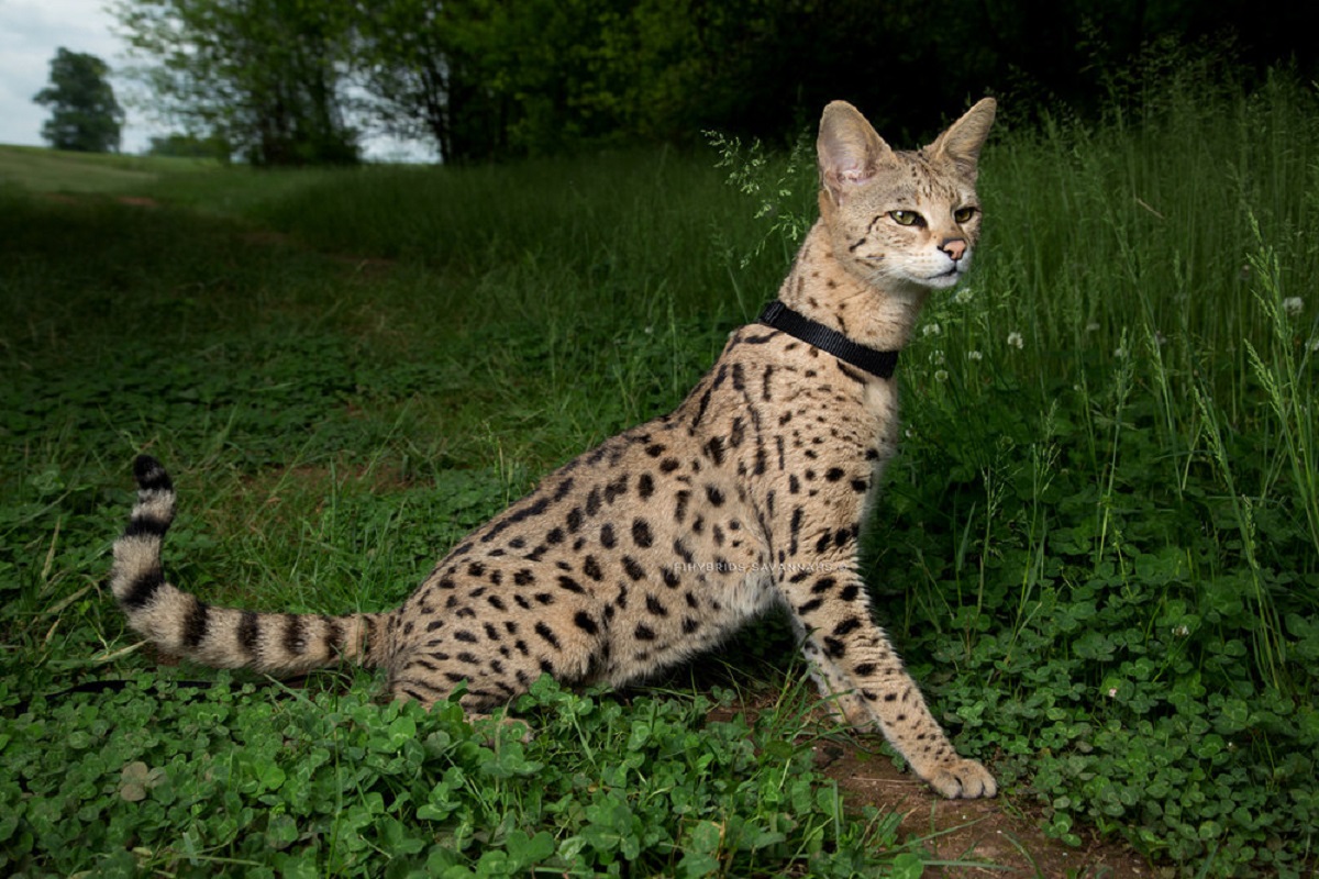 gatto savannah in giardino