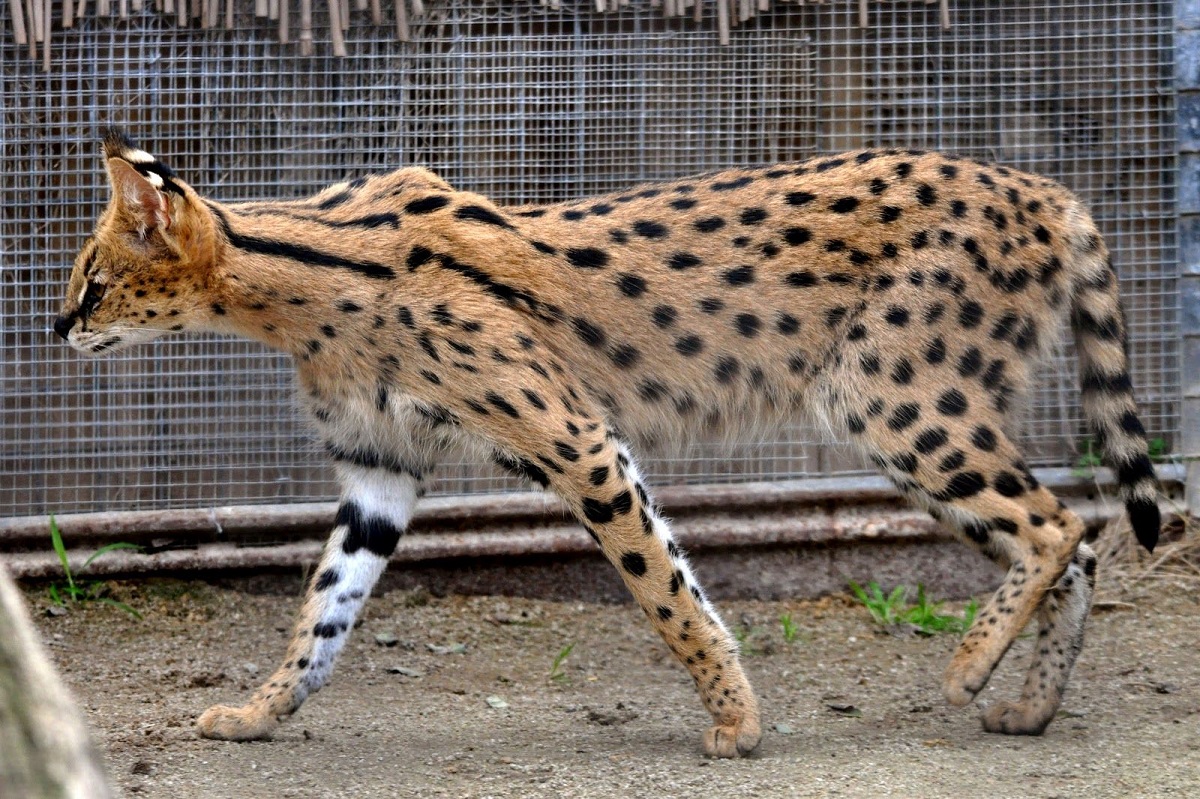 gatto savannah di profilo