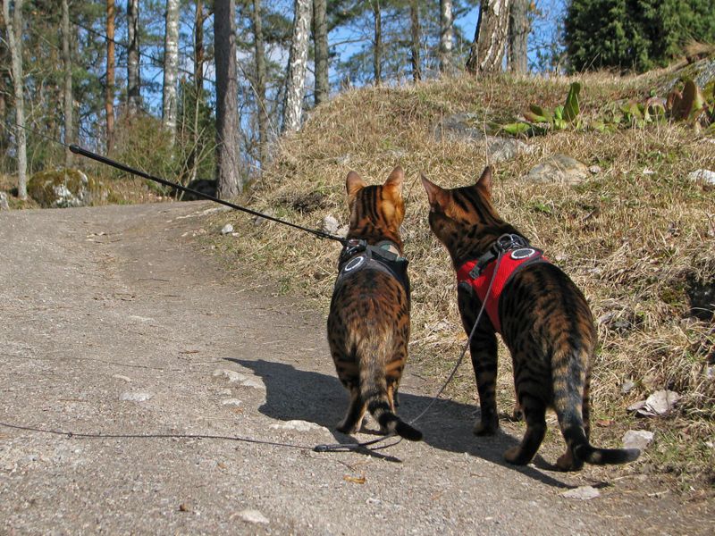 Gatto del Bengala: quale pettorina scegliere