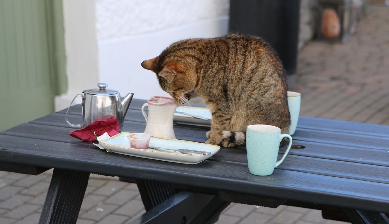 Gatto e caffè