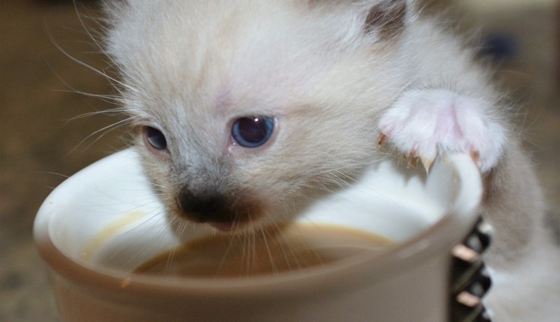 Gatto e caffè