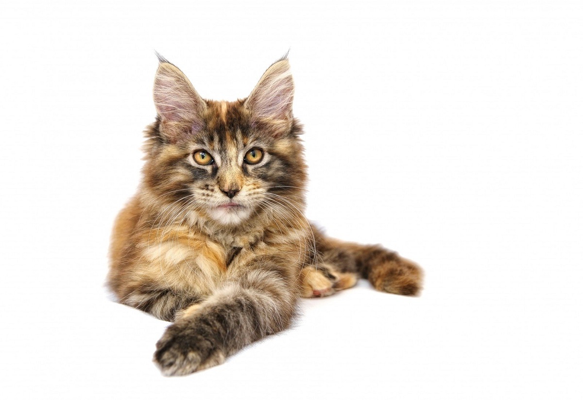 Maine Coon: foto e immagini bellissime