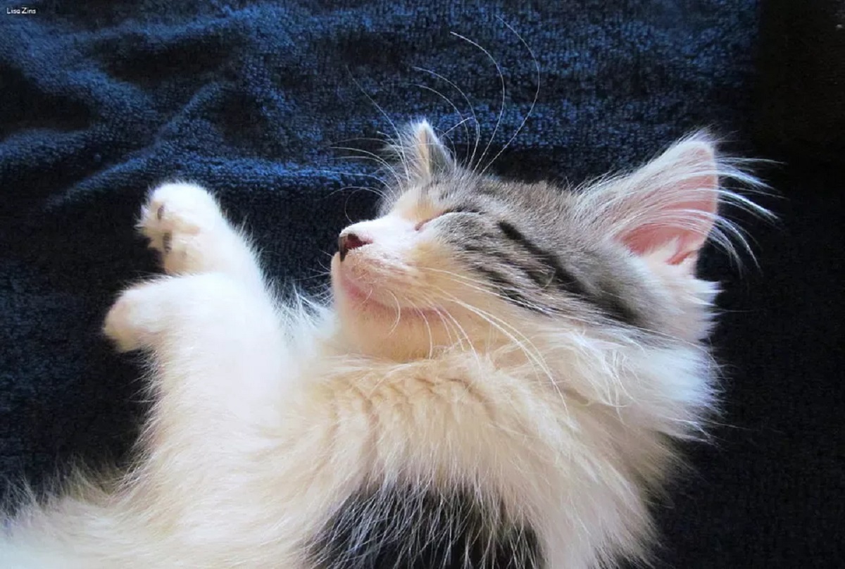 maine coon che dorme