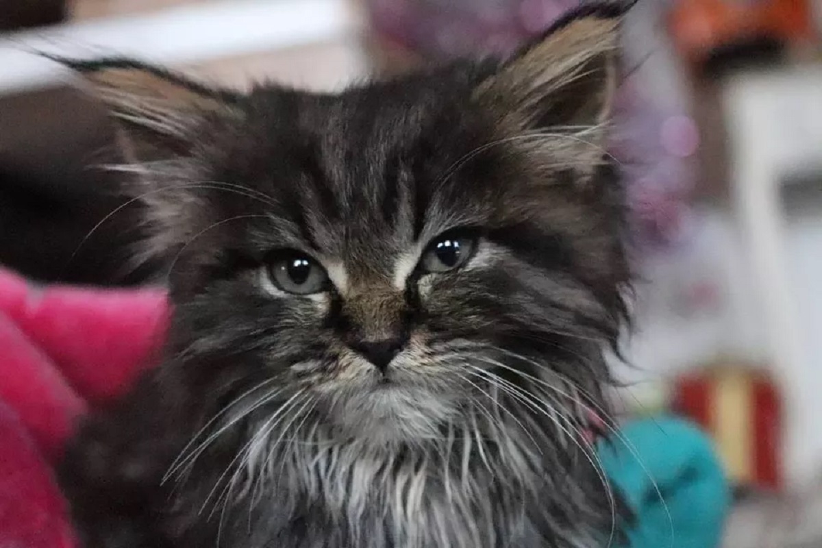 cucciolo maine coon