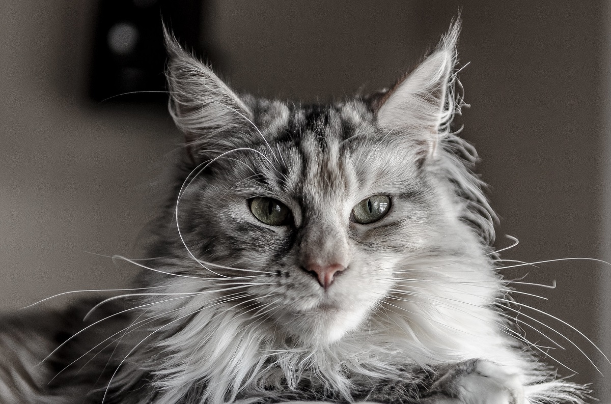 maine coon primo piano