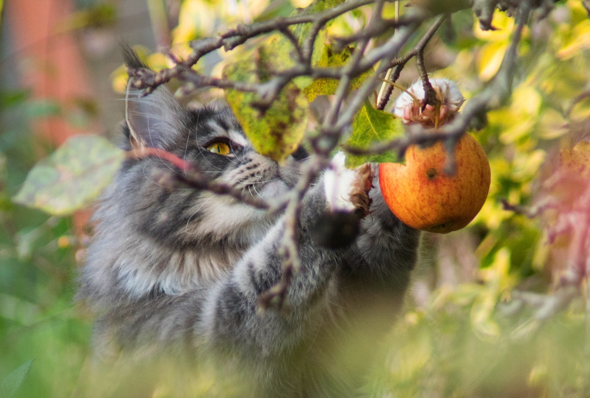 maine coon afferra mela