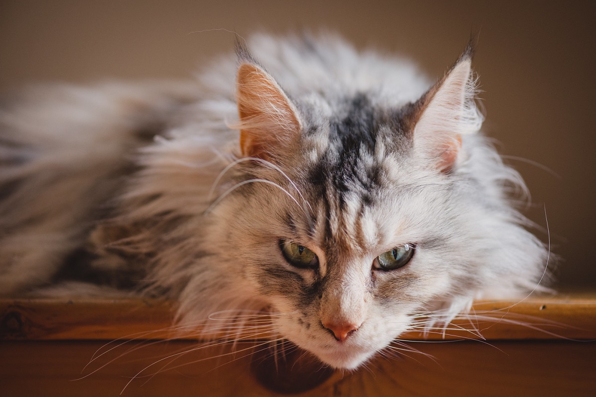 maine coon su tavolo