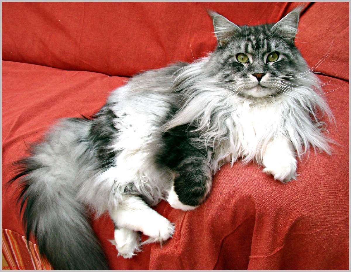 maine coon su divano rosso