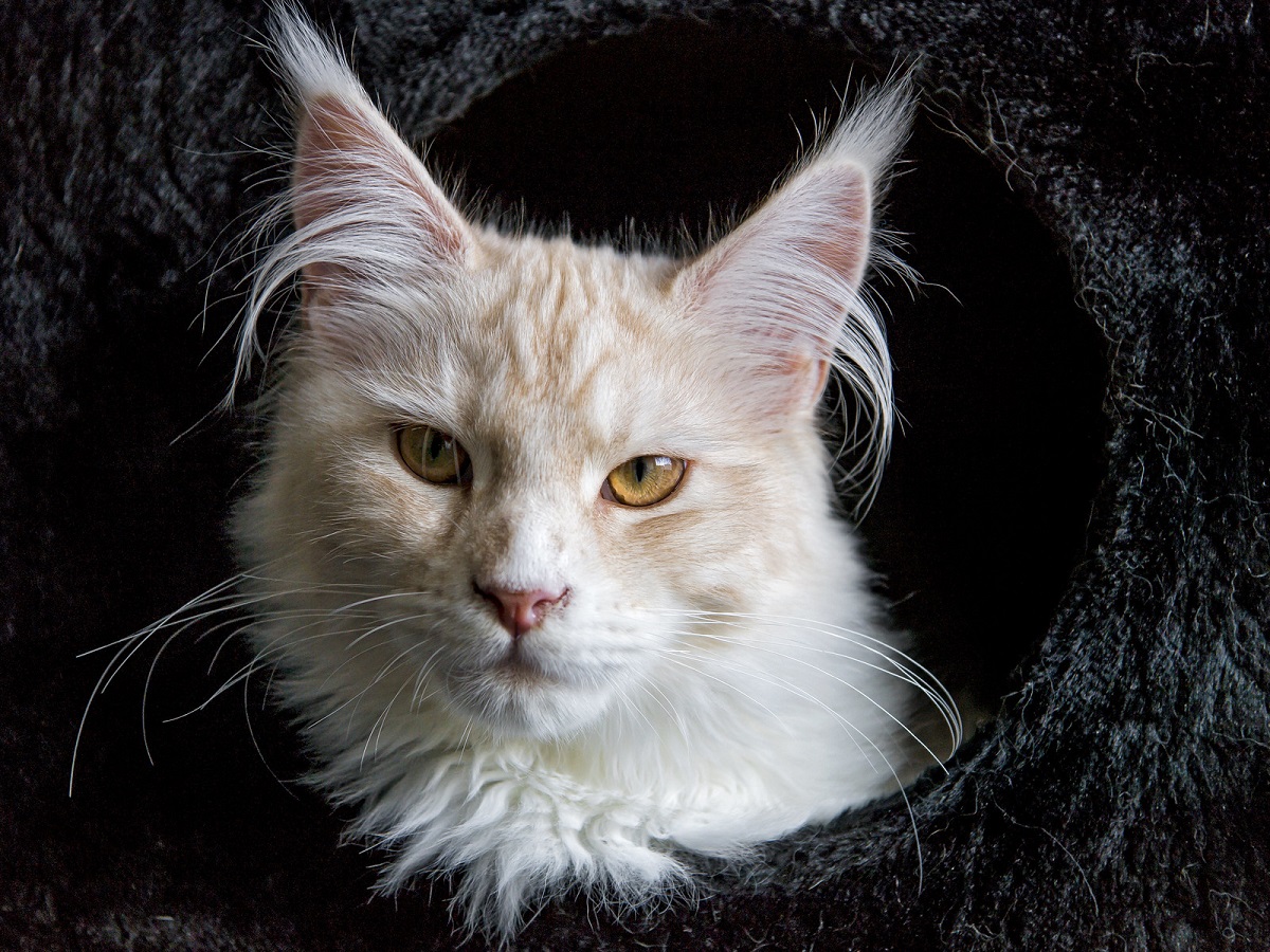 maine coon in primo piano sfondo scuro