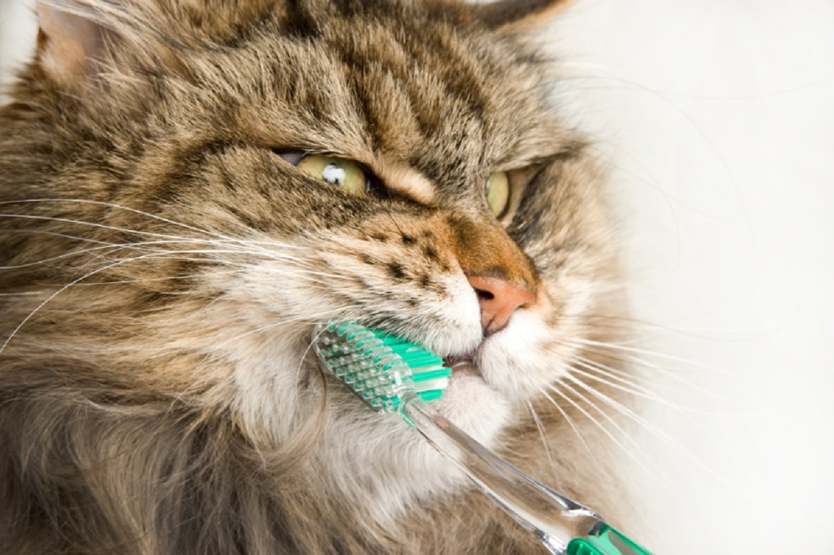 maine coon spazzolino