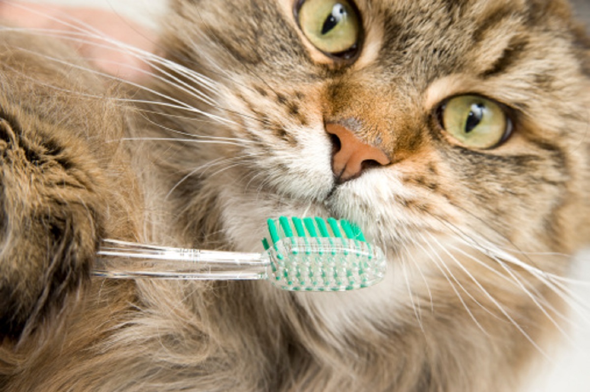 maine coon spazzolino