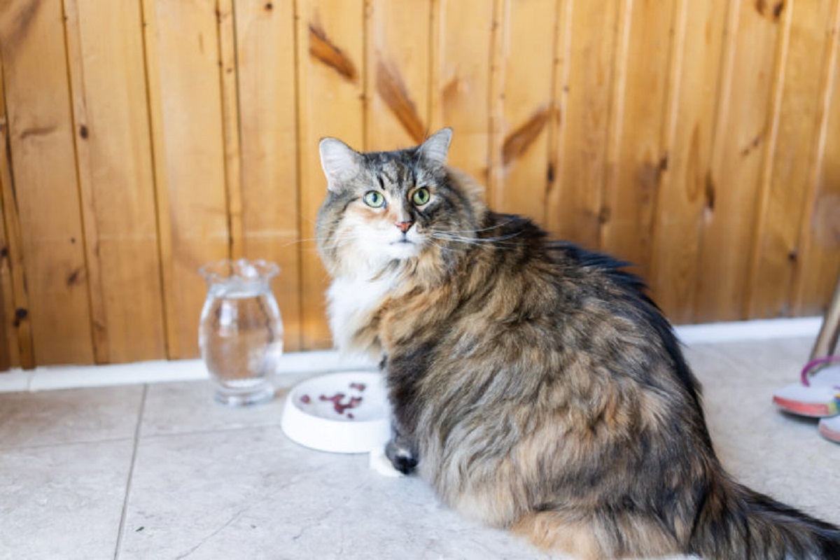 maine coon con ciotola