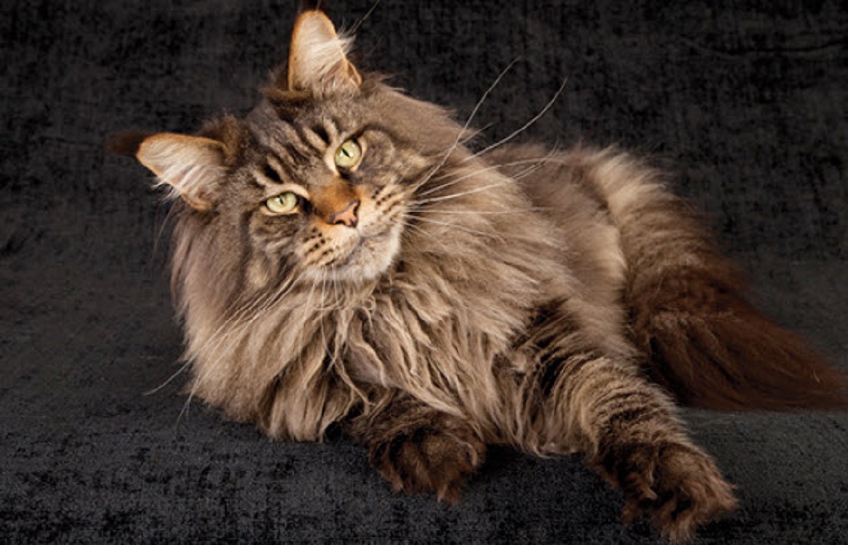 Maine Coon: igiene orale