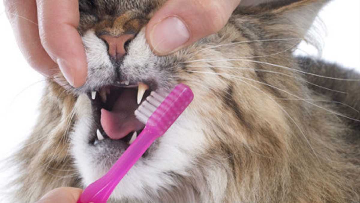 maine coon spazzolino