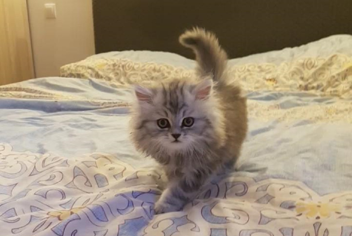 cucciolo di maine coon su letto