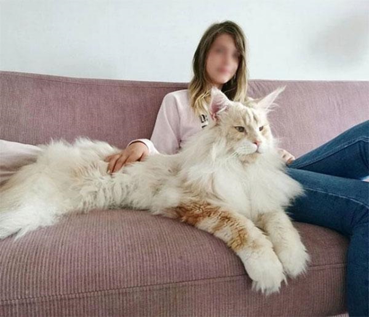 maine coon disteso su divano