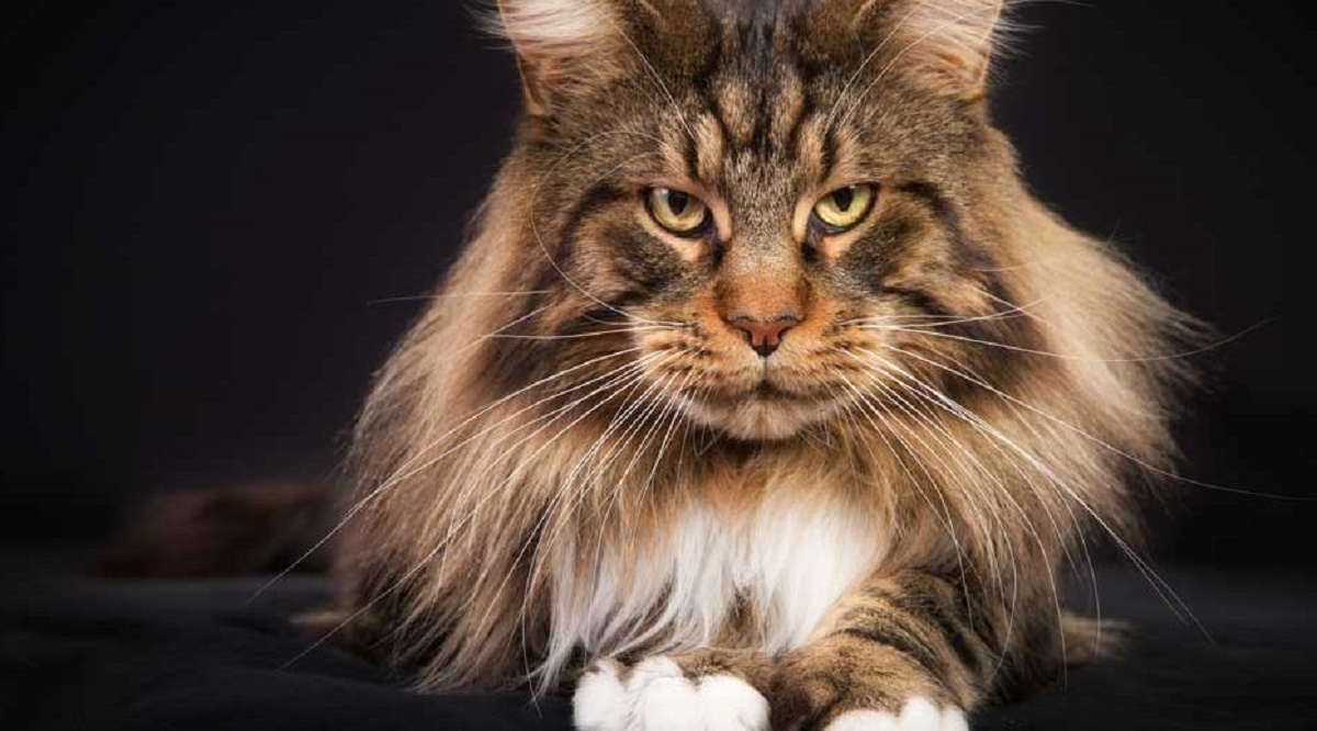 Tenere un Maine Coon in braccio: sì o no?