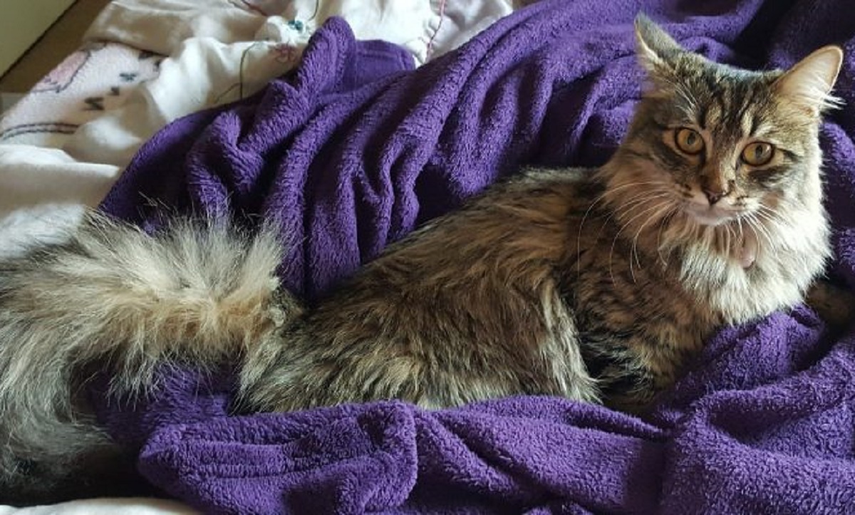 maine coon su coperta