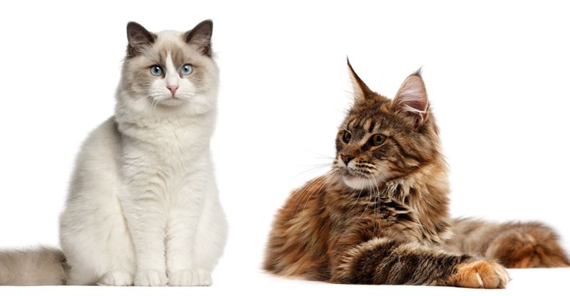 Maine Coon e altri gatti: cosa fare